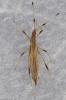 Berytinus minor